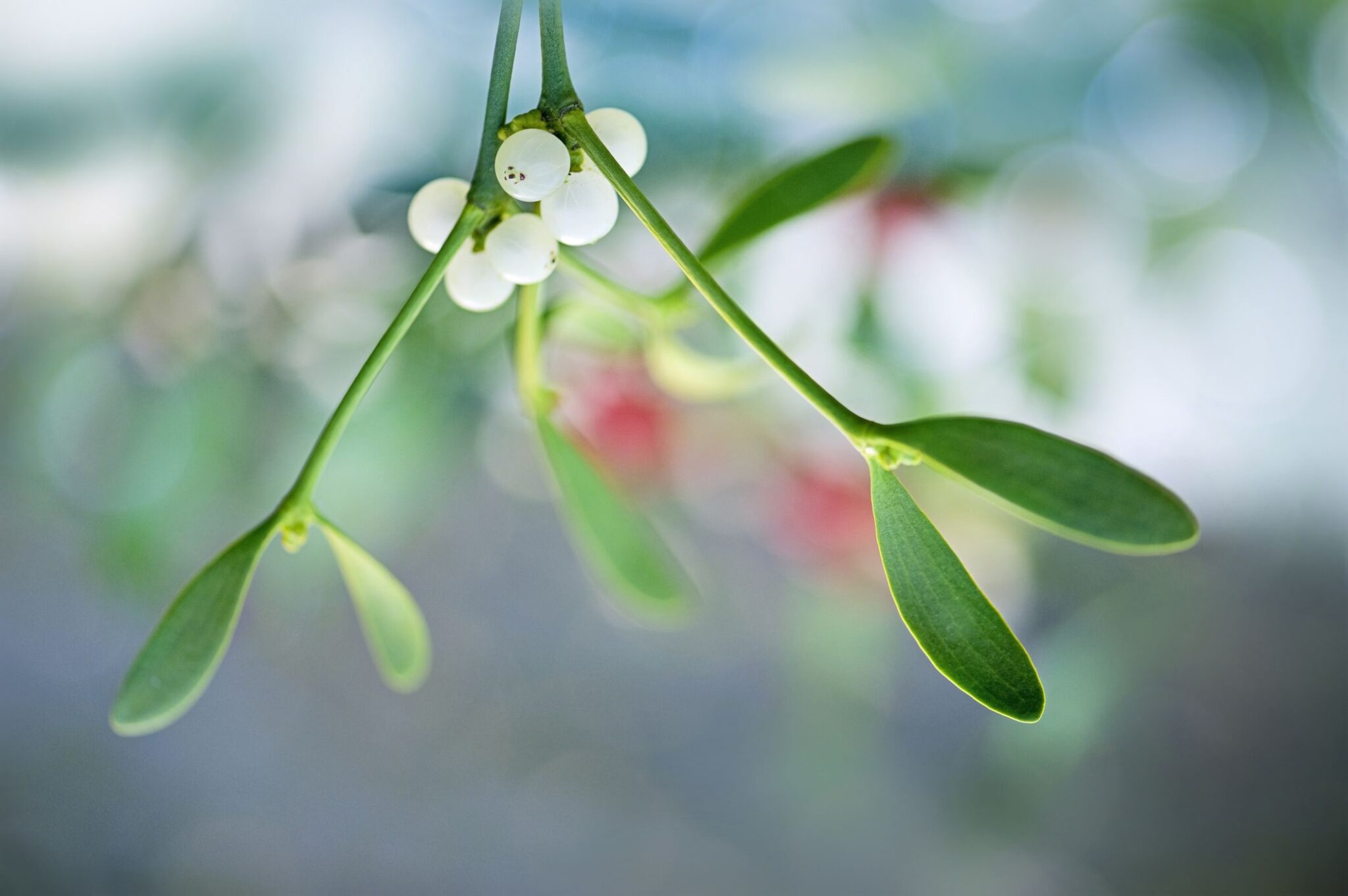 Mistletoe растение