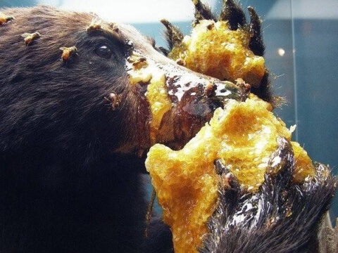 Ёльв