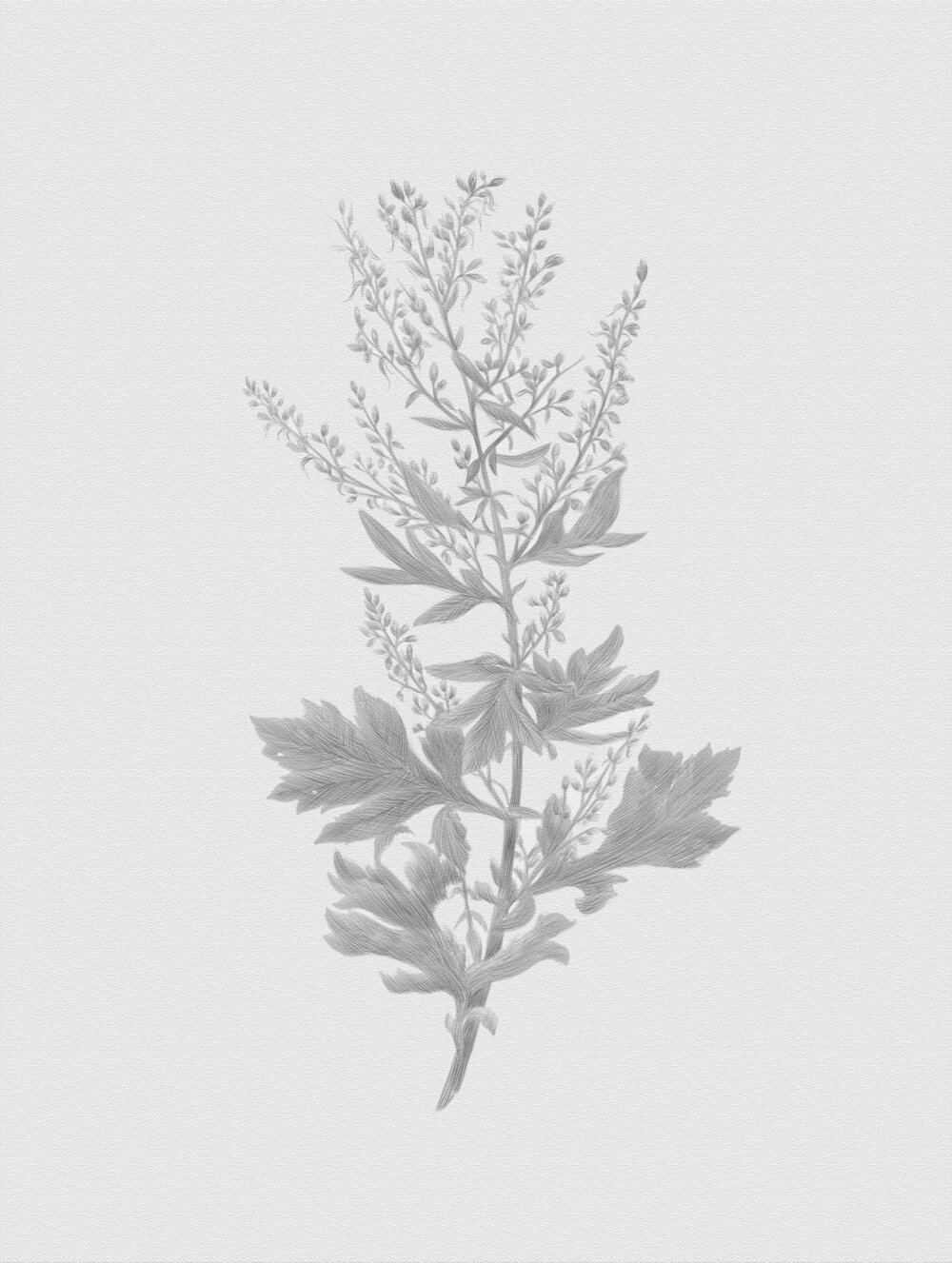 Полынь обыкновенная (Artemisia vulgaris). Рим Битик, 2020